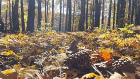 An autumn forest with fallen pine cones and leaves on the ground showcases the beauty of nature - Powered by Shutterstock - Get 15% off with code: PIKWIZARD15