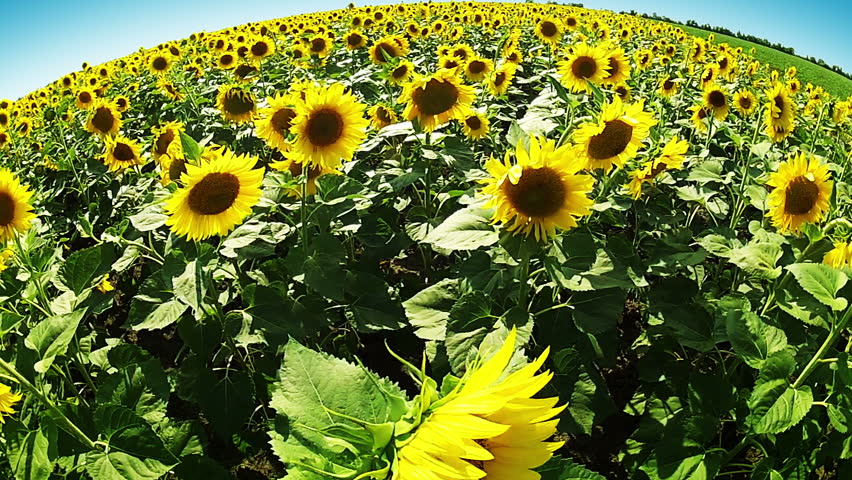 A sunny day. Blue sky. A field of sunflowers. Fisheye lens