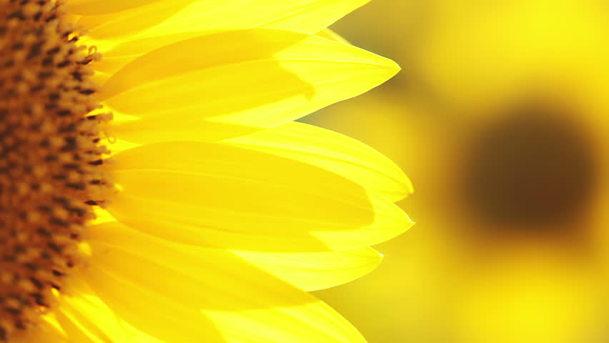 Sunny summer day. Sunflower petals are trembling in the wind, close-up