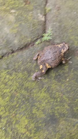 Frog animals in the home garden