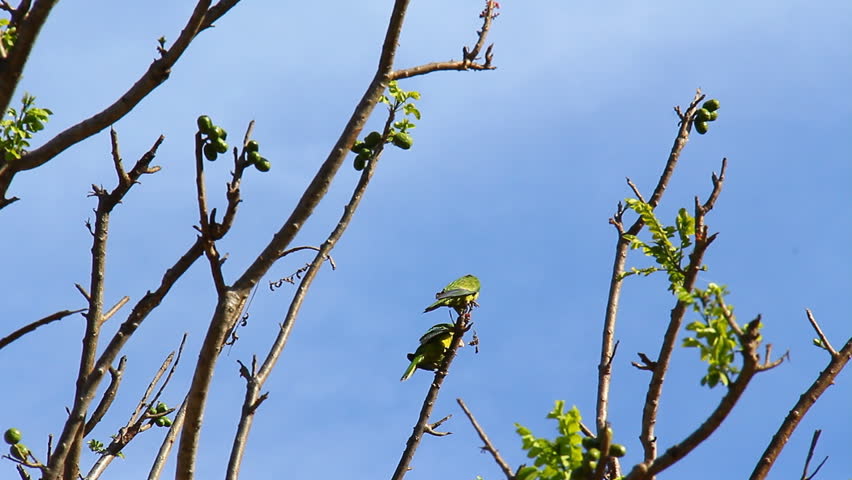 Orange-fronted Parakeets. Orange-fronted parakeets in a tree in the Papagayo Bay