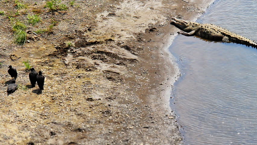 American Crocodile 1. An American Crocodile resting along the shore of a river