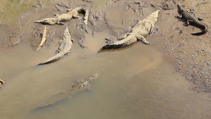 American Crocodile 3. Large American Crocodiles sunning in the mud of the banks