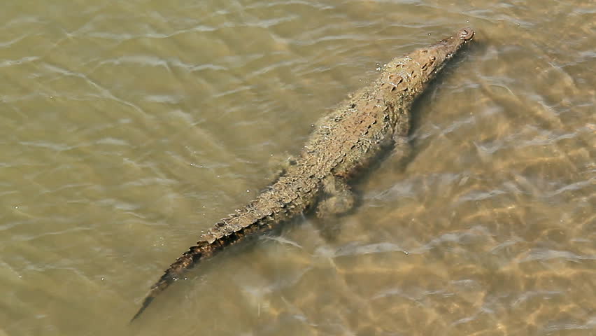 American Crocodile 2. American crocodile in the current of the Tarcoles River in