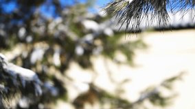 Stock video with empty space surrounded by natural environment of close up pine branches swaying in the wind, snow falling, abstract tranquil scene, blank for movies, cinema, filling frames - Powered by Shutterstock - Get 15% off with code: PIKWIZARD15