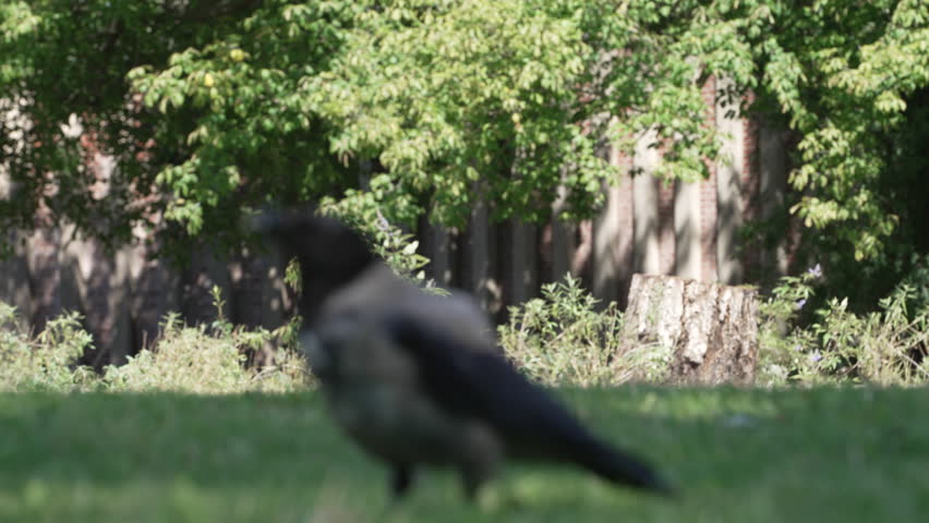 Close-up of a hooded crow standing on green grass in a park, with another crow blurred in the background