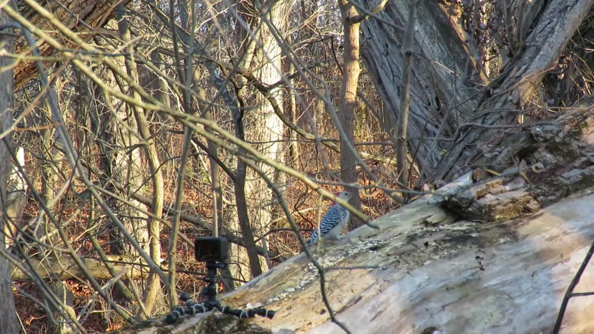 Beautiful birds visit tree trunk for food in turn. But they do not sit for longer time due to their safety