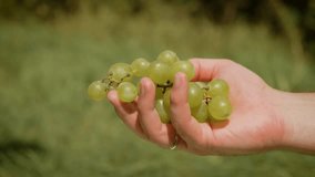Hand delicately holding fresh green grapes, water droplets cascading over them. Bright sunlight enhances their vibrant color, creating refreshing image. Green background provides natural and serene - Powered by Shutterstock - Get 15% off with code: PIKWIZARD15