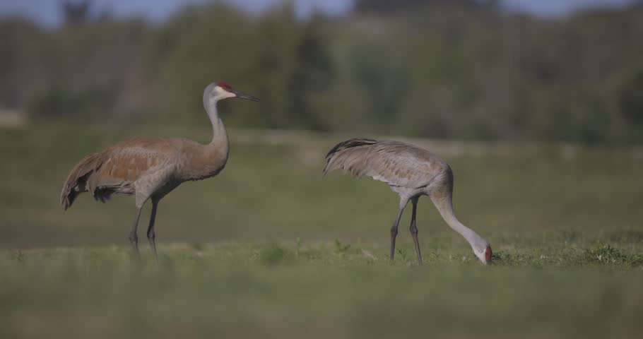 Sandhill Cranes at dusk foraging for food in grassy field
