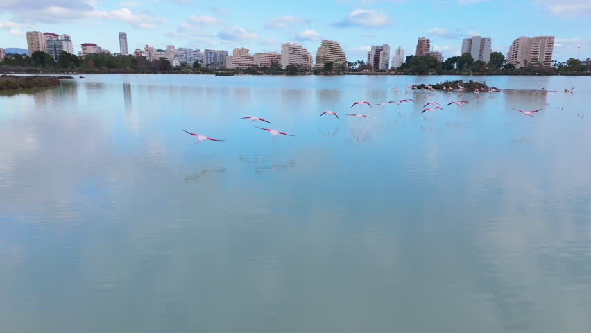 Flamingos Flying Over a City Lake