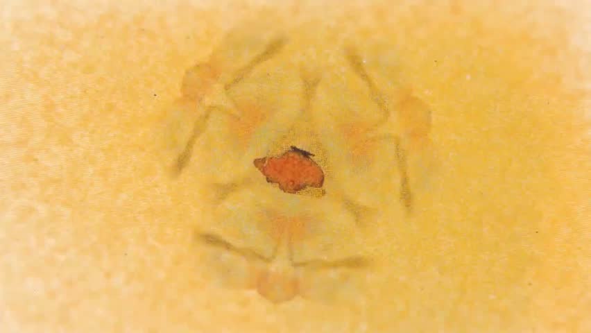 A stop motion cartoon stylized footage of the VJ loops of the flying colorful butterflies, with patterns moving in the background