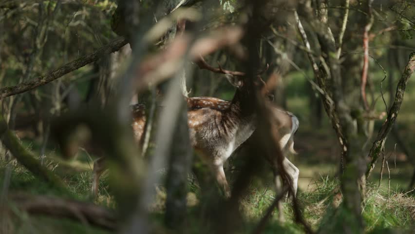 Medium shot of a powerful red deer buck with a large rack of antlers walking through a thick woodland on a bright sunny day