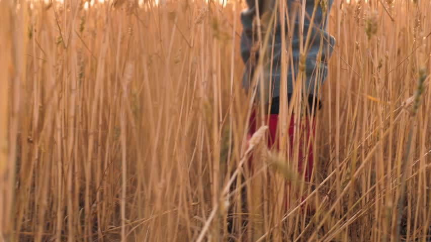 agriculture. a field of wheat on a farm. children's feet in rubber boots to walk around the farm. Nature in the open air. A child in rubber boots walks through a field of wheat of agriculture. rubber