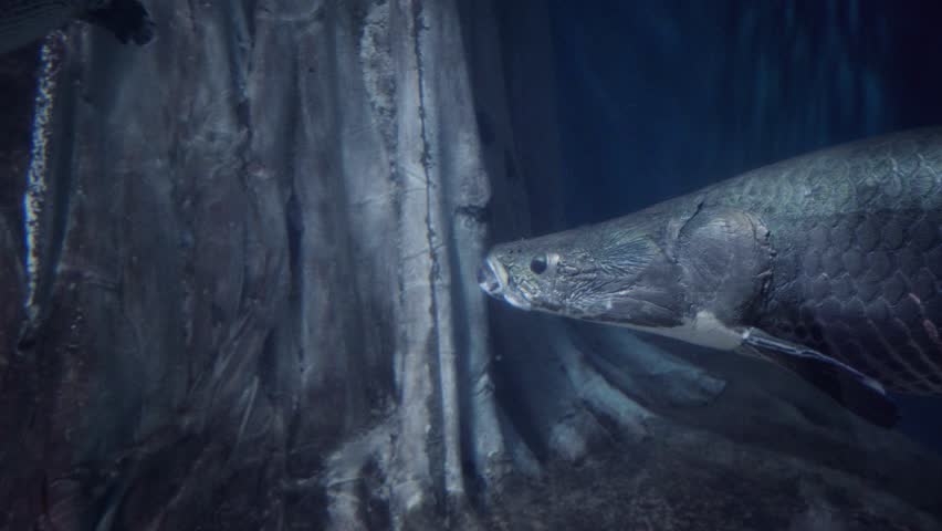 Captivating close-up of an Arapaima (Arapaima gigas), one of the world’s largest freshwater fish, swimming gracefully in its tank at Aquaria KLCC, Kuala Lumpur, Malaysia.