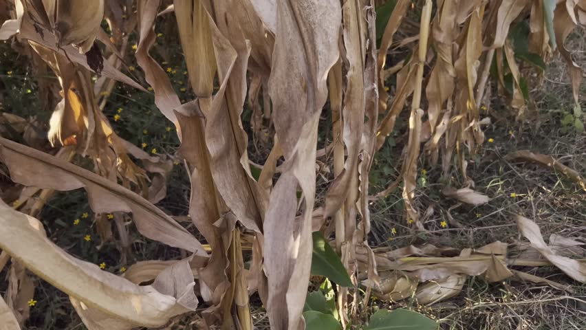 A young green plant grows among dry corn husks on a sunny day in a rural field