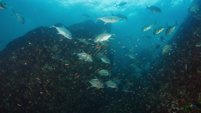 School of Giant Jack Trevally (Caranx ignobilis) swim through a crevasse, shot is taken upwards, surface visible. Some Rainbow Runners and Golden Sweepers. Shot at Richelieu Rock, Thailand