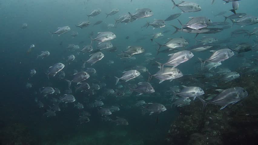 School of Giant Jack Trevally (Caranx ignobilis) swim by with reef and surface visible. Shot at Richelieu Rock, Thailand