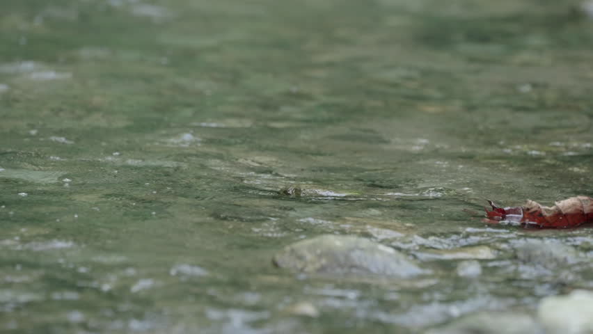 Medium static 4k shot of a juvenile brown basilisk (Basiliscus vittatus) running across the water of a flowing river in a Coasta Rican rainforest. 