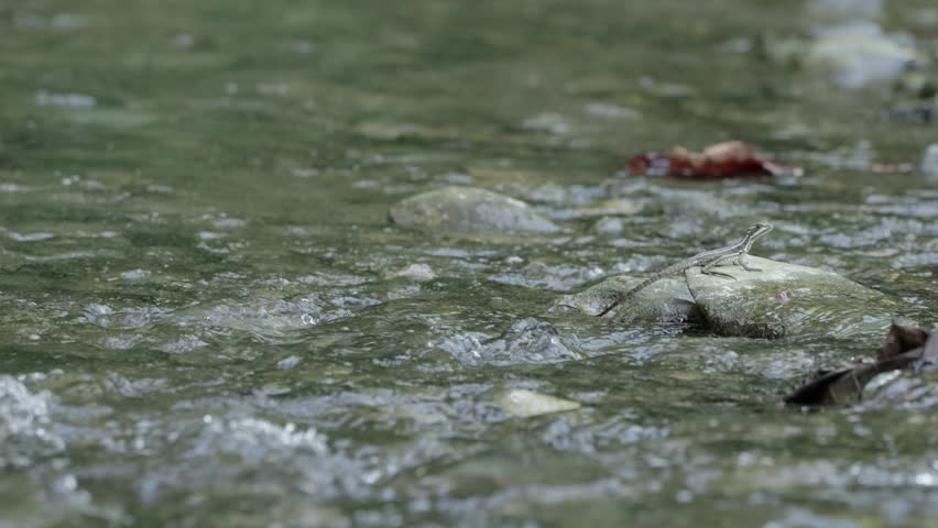 Wide static 4k shot of a juvenile brown basilisk (Basiliscus vittatus) running across the water of a flowing river in a Coasta Rican rainforest. 