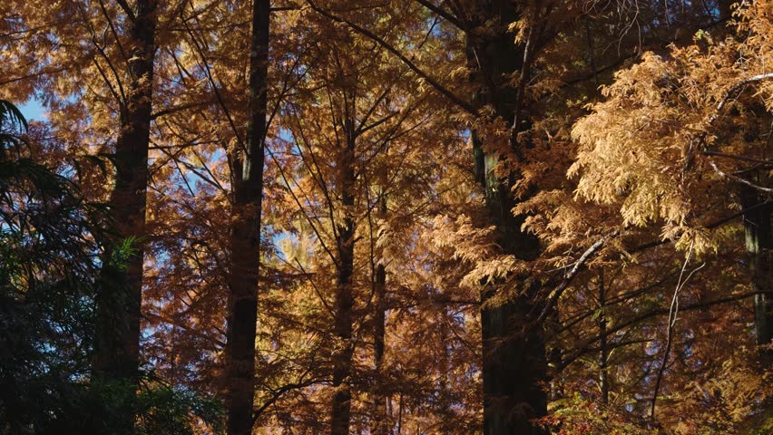 Cinematic view over vibrant Japanese Zelkova trees in fall with falling petals