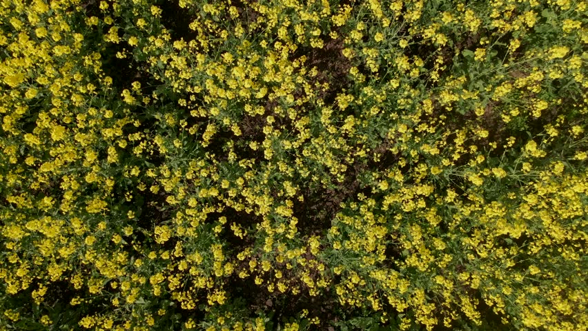 Yellow canola field aerial drone view. Rapeseed blossom field with strips of bright yellow rape and flying birds on beautiful sky with clouds background