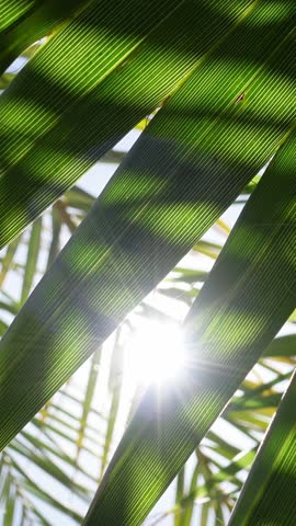 Vertical video of close-up of green palm leaves letting the sun's rays through, creating a relaxing and joyful summer atmosphere
