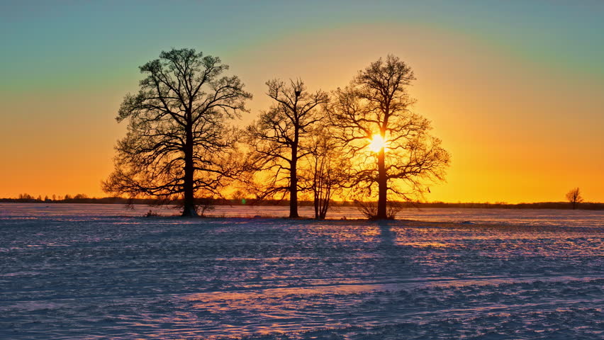 Winter sunset behind bare trees on a snowy field with vibrant orange sky and long shadows