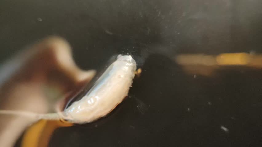 close up Rat-tailed maggot ,Eristalis, eristalis tenax,in a puddle