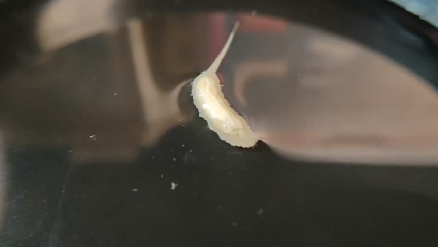close up Rat-tailed maggot ,Eristalis, eristalis tenax,in a puddle