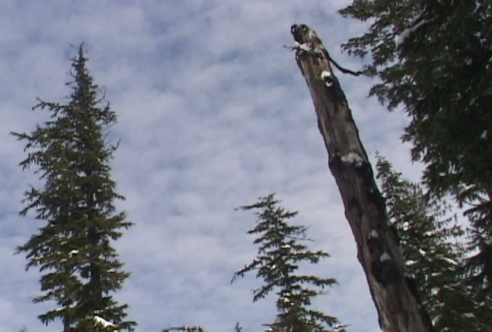 Winter time lapse with slight pan on forest and clouds.