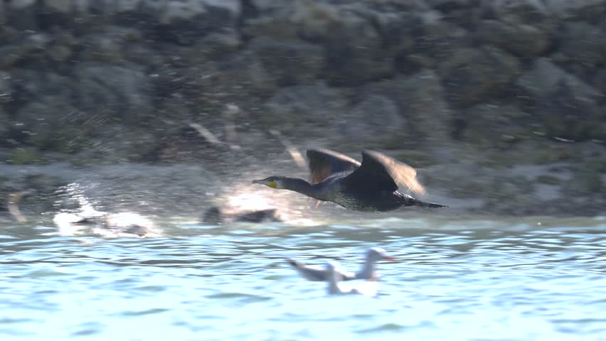 Migratory bird Great cormorant wandering around the shallow backwaters of the bird sanctuary