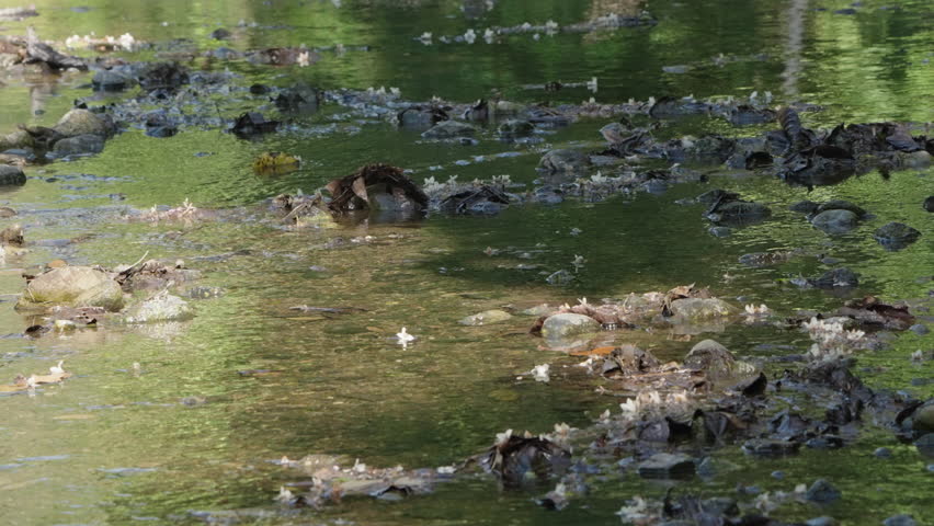 4K static long shot of a juvenile brown basilisk (Basiliscus vittatus) running across the shallow water of a flowing river in a Coasta Rican rainforest.