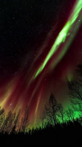 Colorful Aurora Borealis Over The Forest In Tromso, Norway. - vertical shot