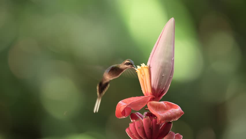 Tropic wildlife. Long-billed Hermit, Phaethornis longirostris, bird in the forest habitat with red bloom. Nature in Costa Rica. Hummingbirds flying red tropic flower, nature wildlife. Close-up detail 