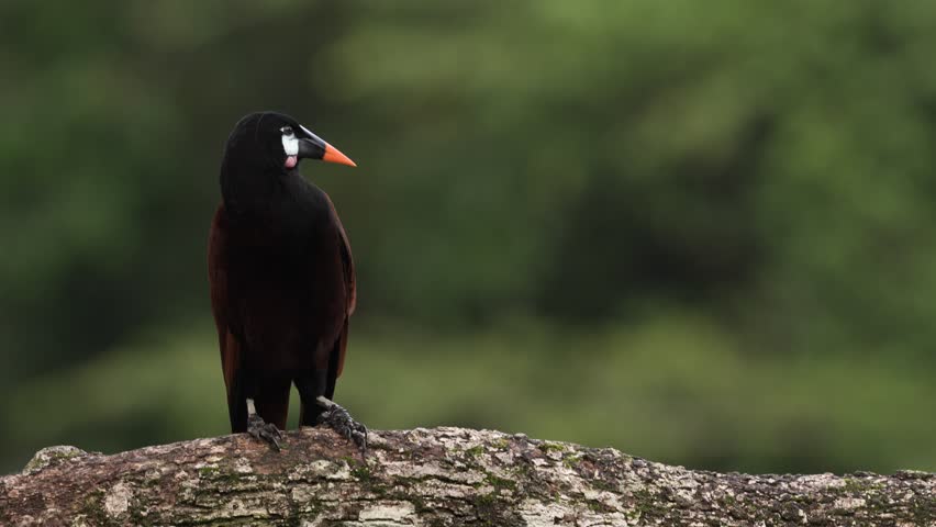 Montezuma Oropendola, Psarocolius montezuma, portrait of exotic bird from Costa Rica, brown with black head and orange bill, clear green background. Wildlife scene from tropical nature.