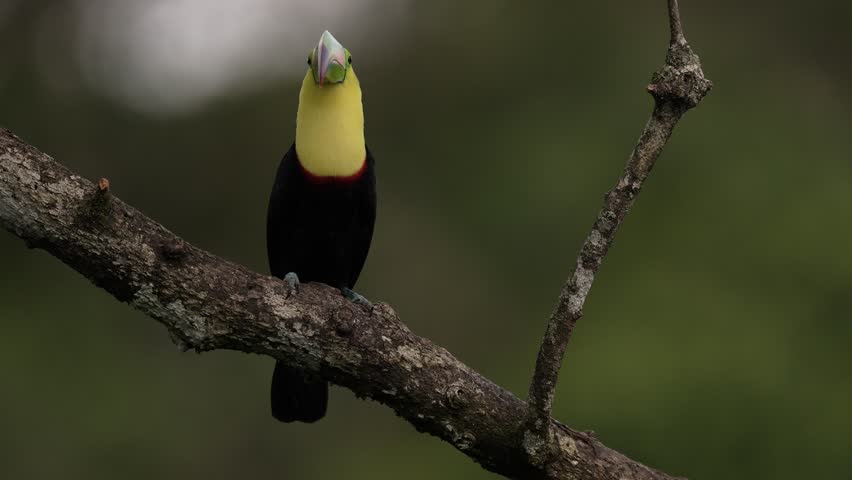 Costa Rica wildlife, tucan on tree branch. Keel-billed Toucan, Ramphastos sulfuratus, bird with big bill, sitting on the branch in the nature forest, green vegetation, Costa Rica. 