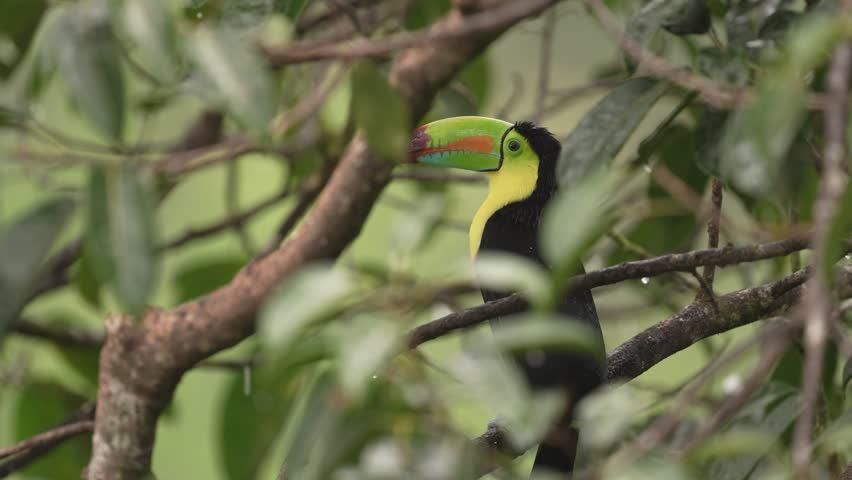 Costa Rica wildlife, tucan on tree branch. Keel-billed Toucan, Ramphastos sulfuratus, bird with big bill, sitting on the branch in the nature forest, green vegetation, Costa Rica. 