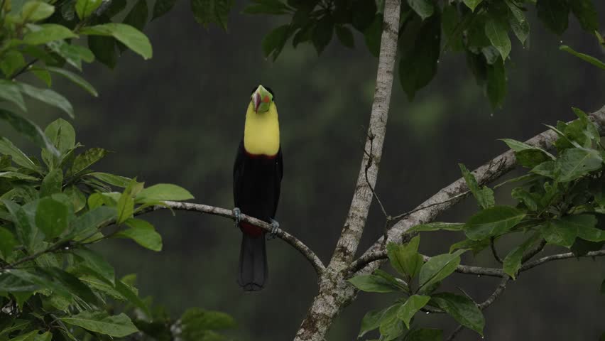 Costa Rica wildlife, tucan on tree branch. Keel-billed Toucan, Ramphastos sulfuratus, bird with big bill, sitting on the branch in the nature forest, green vegetation, Costa Rica. 