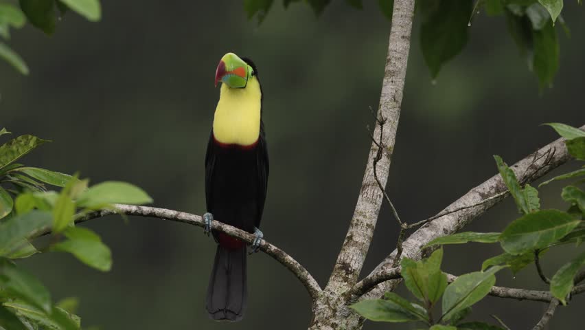 Costa Rica wildlife, tucan on tree branch. Keel-billed Toucan, Ramphastos sulfuratus, bird with big bill, sitting on the branch in the nature forest, green vegetation, Costa Rica. 