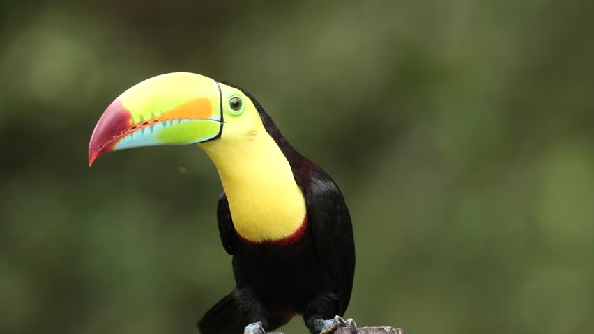 Costa Rica wildlife, tucan on tree branch. Keel-billed Toucan, Ramphastos sulfuratus, bird with big bill, sitting on the branch in the nature forest, green vegetation, Costa Rica. 