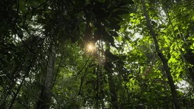 Sun flares through the leaves in the jungle - Powered by Shutterstock - Get 15% off with code: PIKWIZARD15