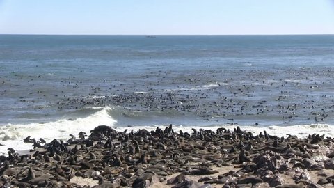 Huge seal colony