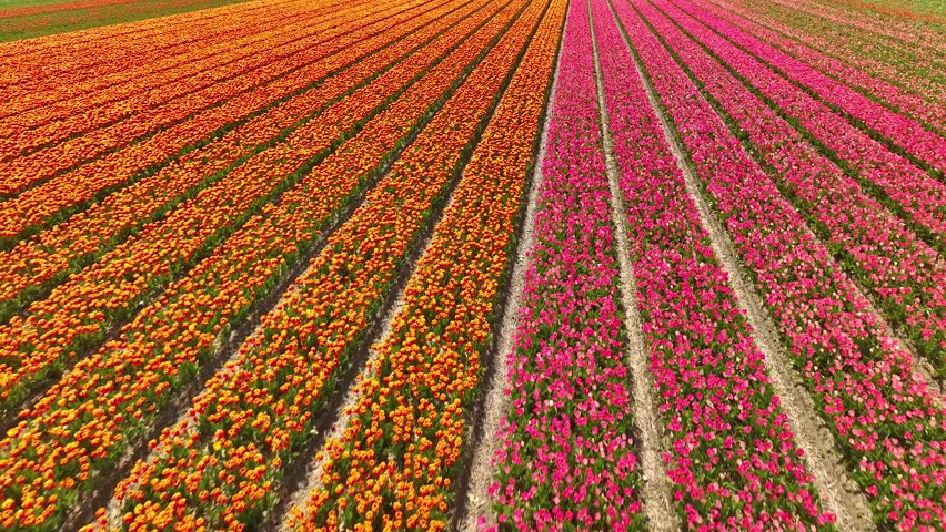 Aerial drone view flying over beautiful colored tulip field in Netherlands. Agriculture fields with flowers. Fly over Holland, Dutch polder landscape multi colored tulip fields, spring landscape.