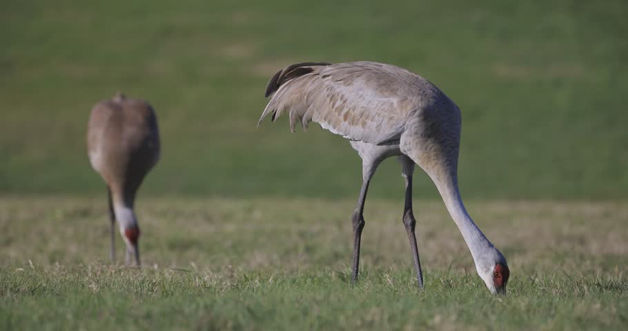 Sandhill Cranes foraging in grassy meadow