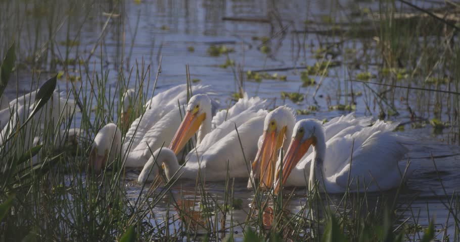 Great White Pelicans diving for food in shallow grassy wetlands
