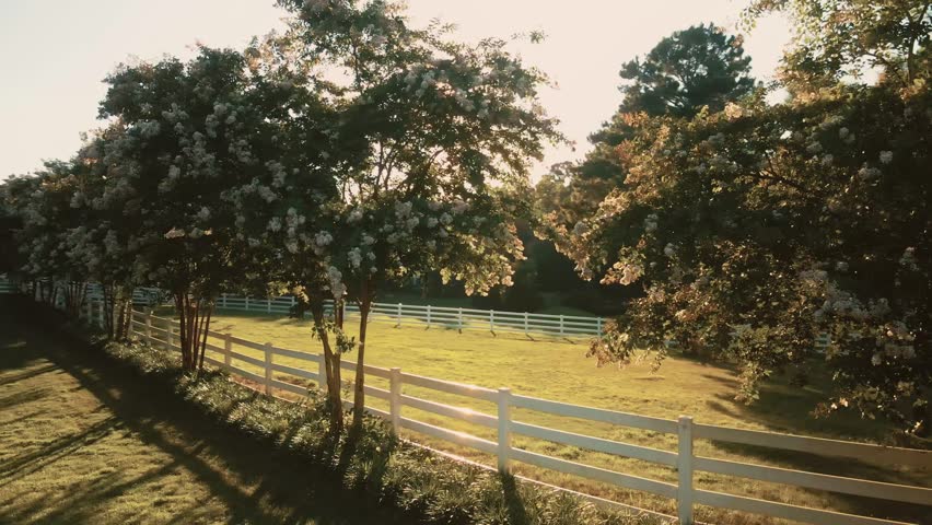 Beautiful crape myrtles showing as the sun shines through
