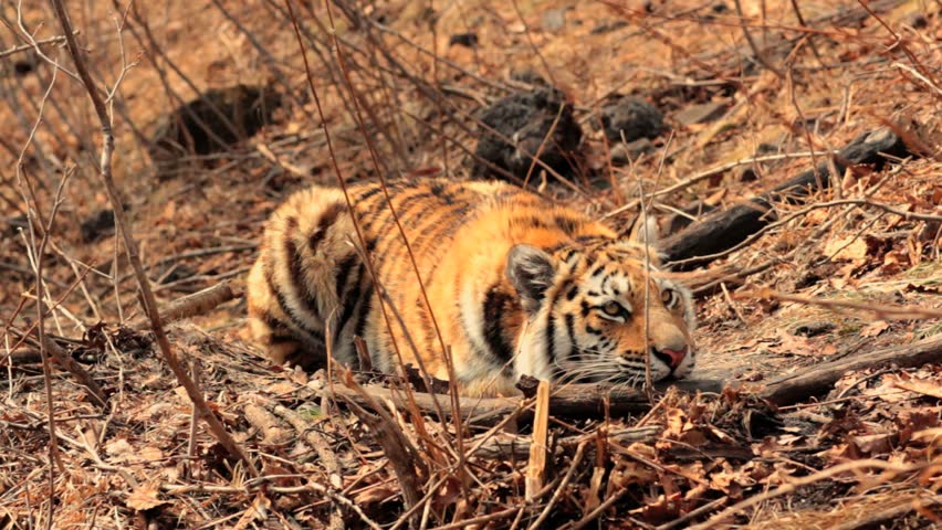 Amur baby tigress age 7 months
