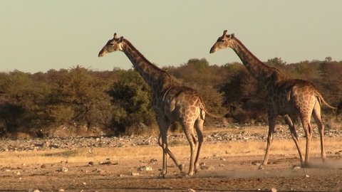 Running giraffes moving synchroniously