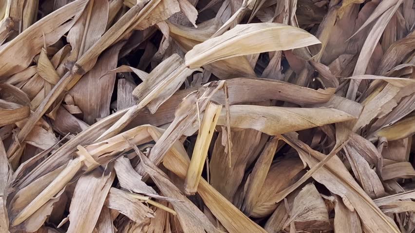 Dry corn husks stacked closely together create a textured, organic background in earthy tones