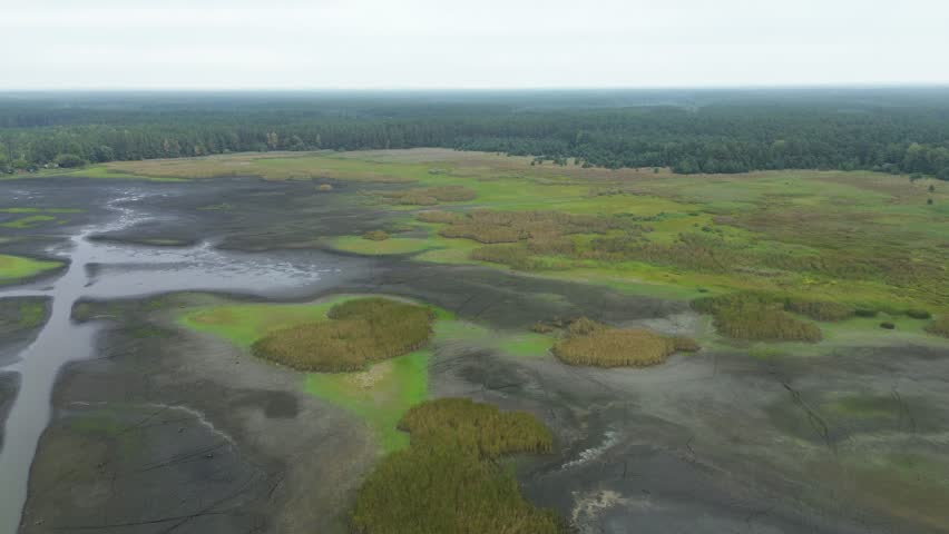 Forest and dried lake under clear sky